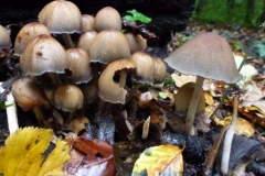 ©Titi. 17 oktober 2012. Glimmerinktzwam, Coprinus micaseus