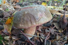 ©Titi. 17 oktober 2012. Roodsteelfluweel boleet, Boletus chrysenteron