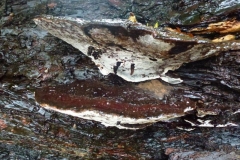 ©Titi. 19 oktober 2012. Platte tonderzwam, Ganoderma lipsiense, met tepelgallen