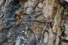 ©Titi. 2 nov.2012. Mycelium,zwamvlok