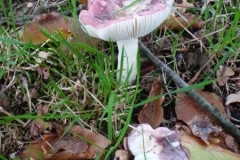 ©Titi. 21 oktober 2012, Russula