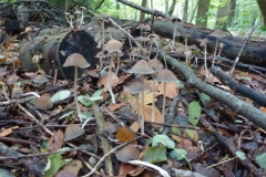 ©Titi. 23 oktober 2012 4