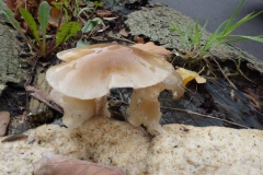 ©Titi. 23 oktober 2012 6