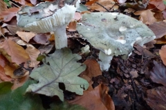 ©Titi. 23 oktober 2012 7