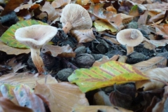 ©Titi. 23 oktober 2012. Melkzwam. Melkzwammen zijn te herkennen aan het melksap dat vrij komt bij beschadiging