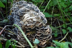 ©Titi. 29 september 2012. Gewoon elfenbankje, Trametes versicolor