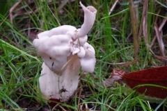 ©Titi. 4 oktober 2012. Witte Kluifjeszwam met schoorsteen. Is de kabouter niet thuis