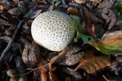 ©Titi. 8 oktober 2012. Ruitjesbovist, Calvatia utriformis
