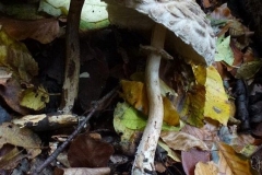 ©Titi. 9 november 2012, grote parasol 1