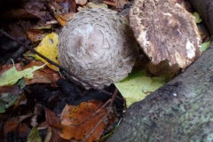 ©Titi. 9 november 2012, grote parasol 2