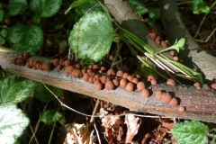 ©Titi.29 september 2012. Roestbruine kogelzwam, Hypoxylon fragiforme