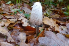©Titi.3 november 2012. Geschubde inktzwam, en dat is al dag 2!