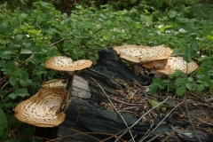 128_DSC00430