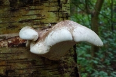 CTiti.17 oktober 2012. Berkenzwam, Piptoporus betulinus