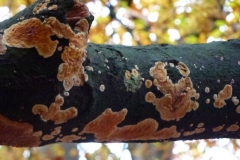 CTiti.18 nov.2012. Oranje-rode korstzwam, Peniophora incarnata