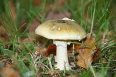 DSC04414