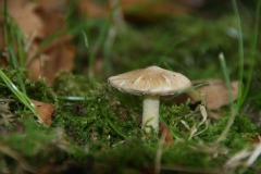 DSC04420