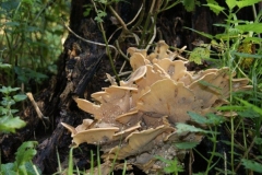 DSC04475