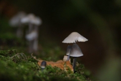 DSC04730