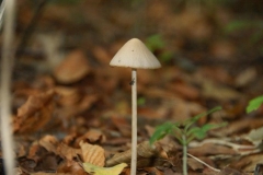 DSC04735
