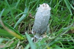 DSC04937