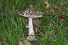 DSC08621