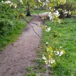Foto van takken van een bloeiende kersenboom over een wandelpad in de Haarlemmerhout. Mei 2025