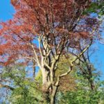 Roodgekleurde esdoorn tussen lente-groen
