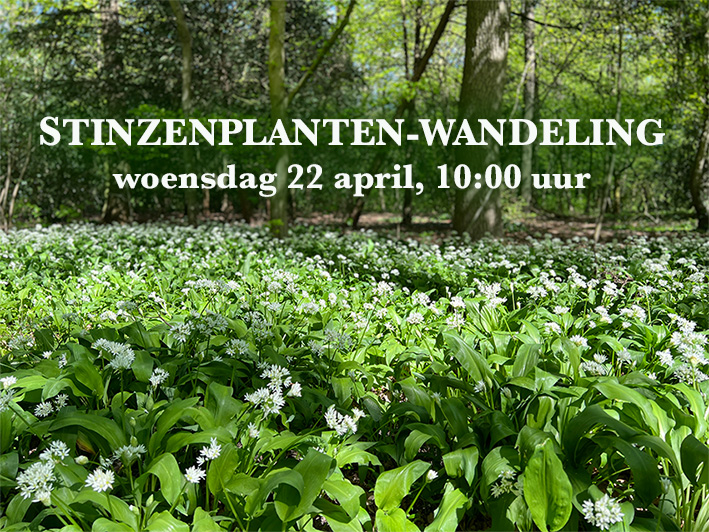 Veld met bloeiend Daslook in de Haarlemmerhout